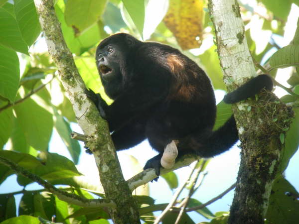 Howler monkey 