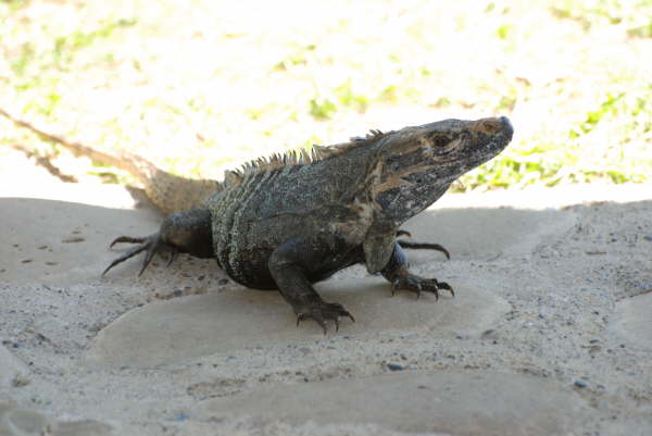 Iguana at Tiskita