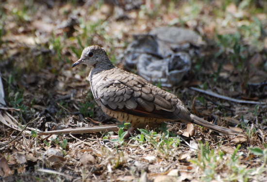 Inca dove