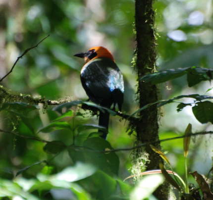 Rufous Motmot