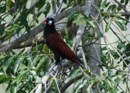 Montezuma Oropendula