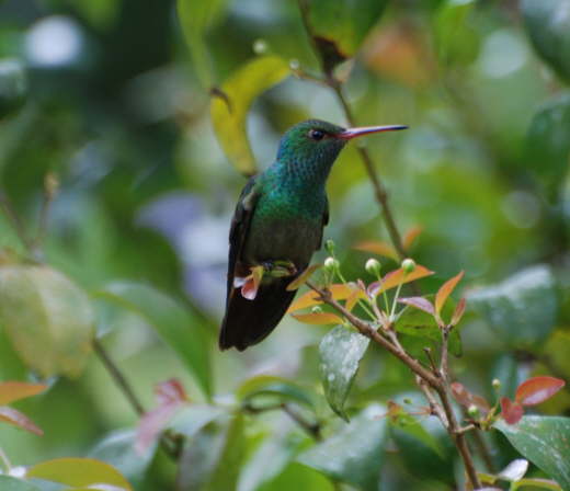 Rufous-tailed hummingbird