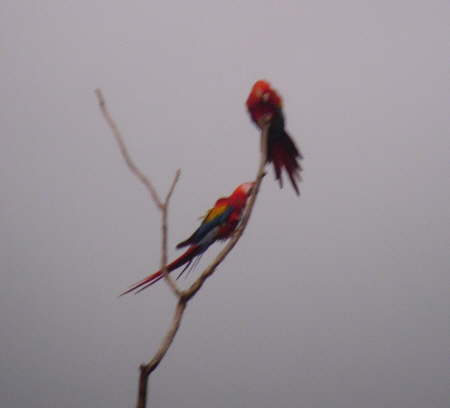 Scarlet Macaws