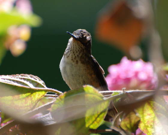 Scintillant Hummingbird