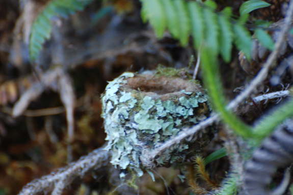 Scintillant Hummingbird nest