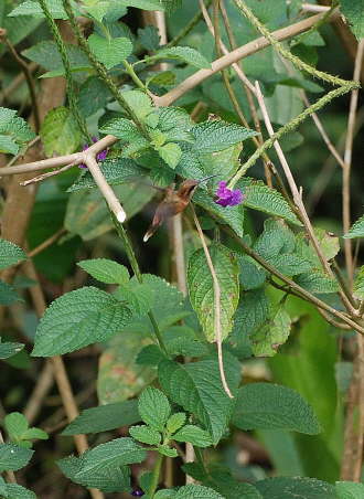 Stripe-throated Hermit 