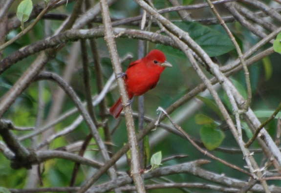 Summer Tanager