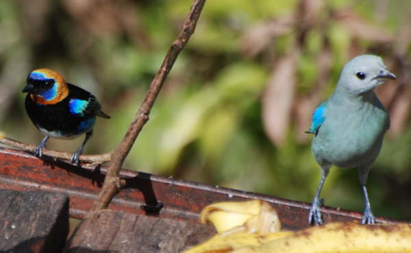 Tanagers - Golden Hooded and Blue-grey