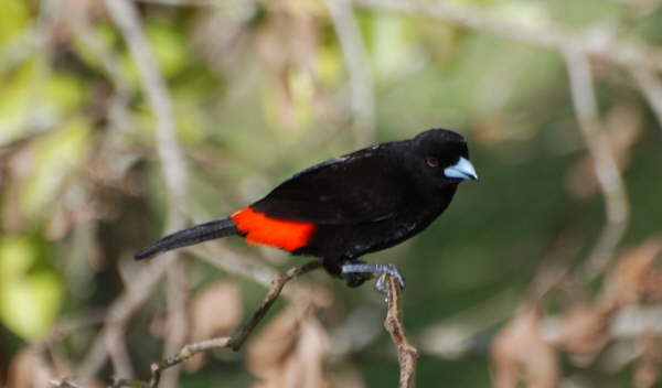 The Wow bird - Cherrie's Tanager