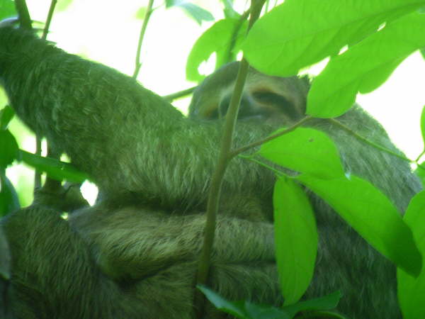 Three toed sloth