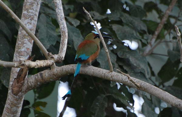 Turquoise-browed Motmot