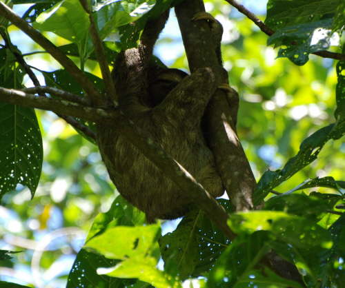 Three toed Sloth