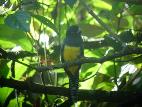 Violaceous Trogon