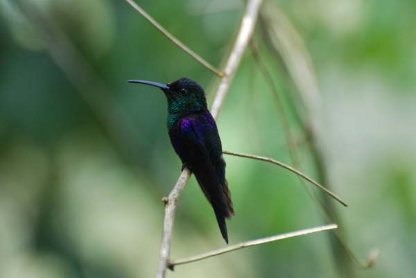 Violet-crowned Woodnymph
