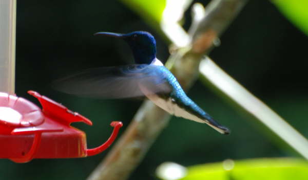 White-necked Jacobin