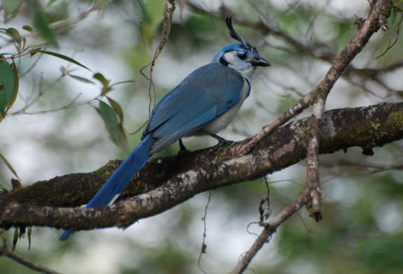 White-throated Magpie Jay