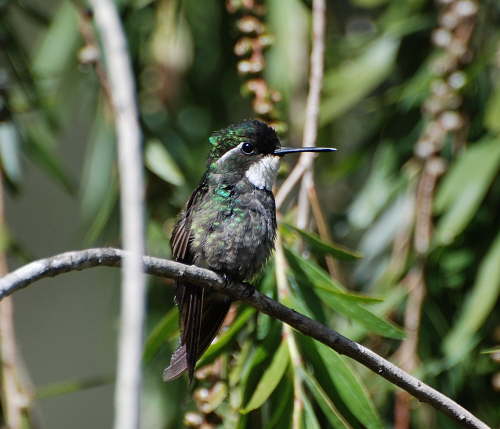 White-throated mountain gem