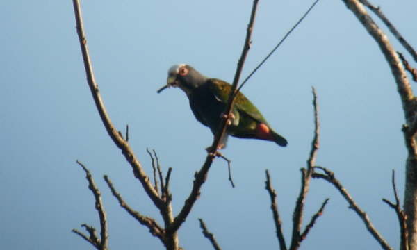 White-crowned Parrot