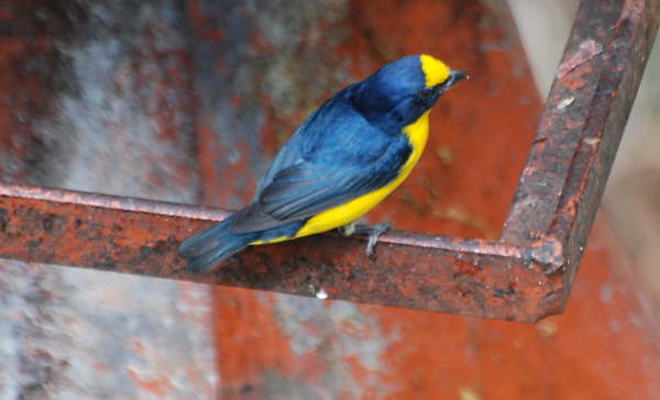 Yellow-throated Euphonia 