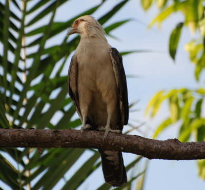 Yellow-headed Caracara