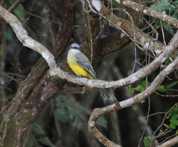 Tropical Kingbird