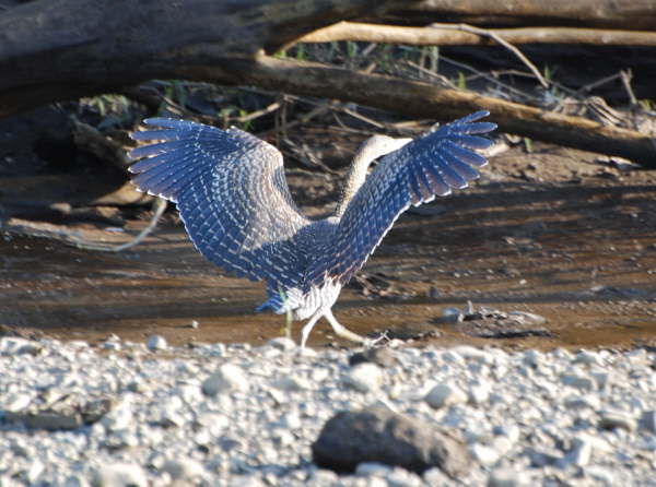 Bare-throated Tiger Heron (juvenile)