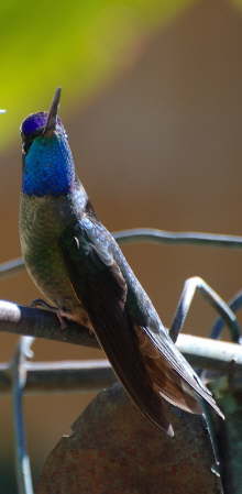 Magnificent Hummingbird