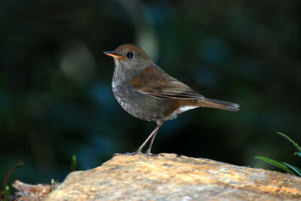 Ruddy-capped Nightingale Thrush