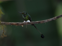 Booted Racket-Tail