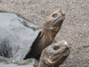 Giant tortoises