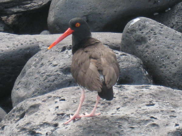 American Oystercatcher