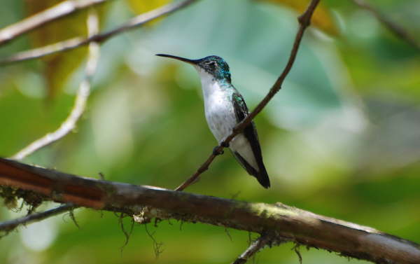 Andean Emerald