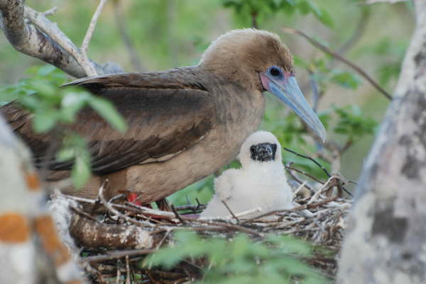 Red-Footed Booby