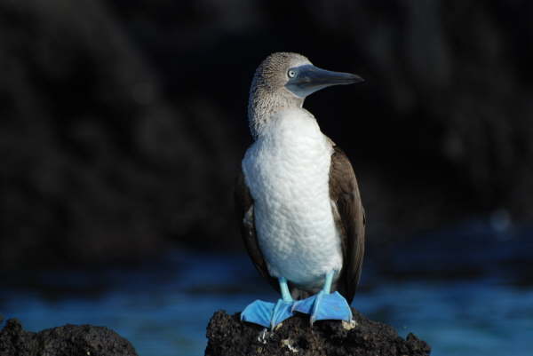 Blue-Footed Booby