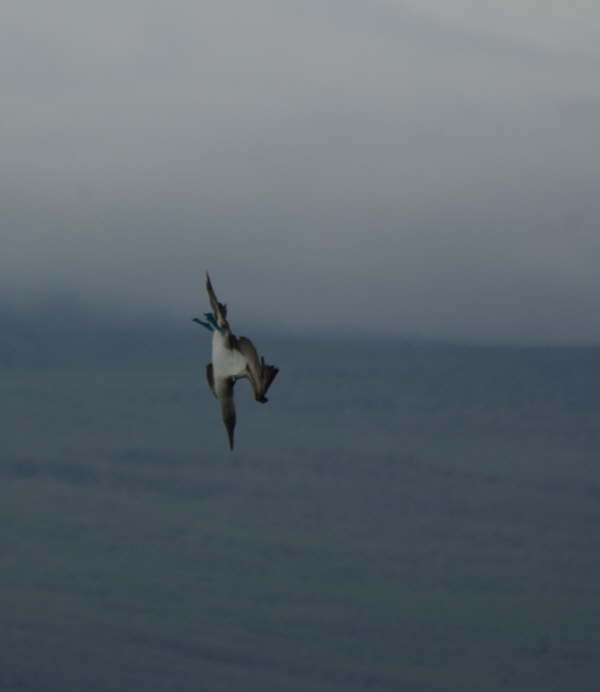 Blue-Footed Booby Diving