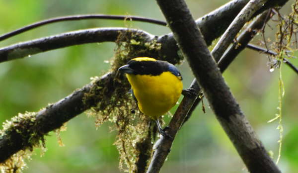 Blue-Winged Mountain Tanager