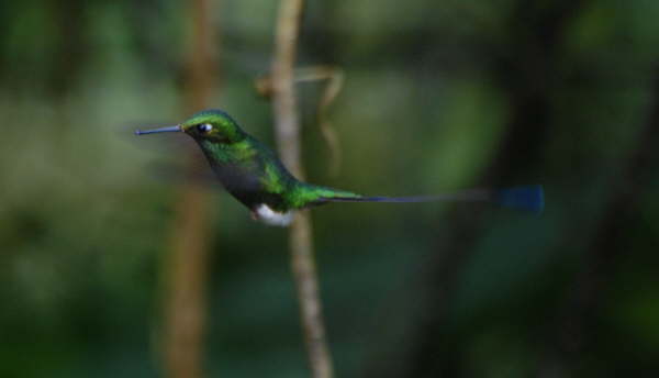Booted Racket-Tail