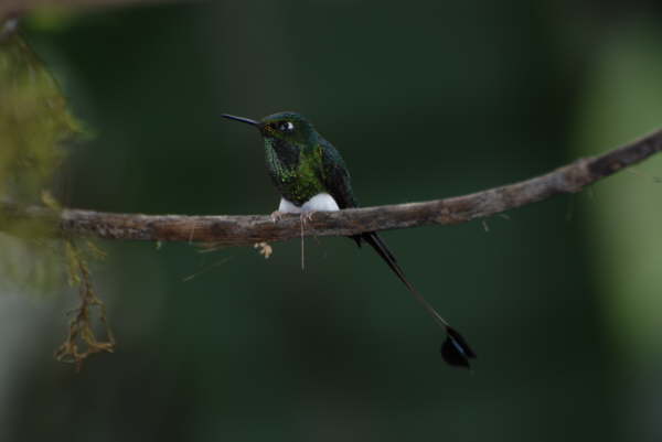 Booted Racket-Tail