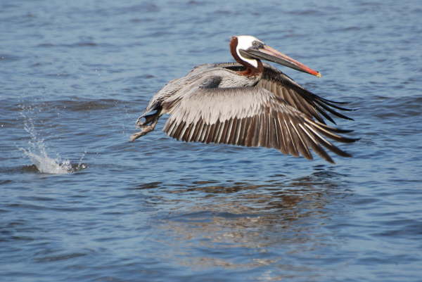 Brown Pelican