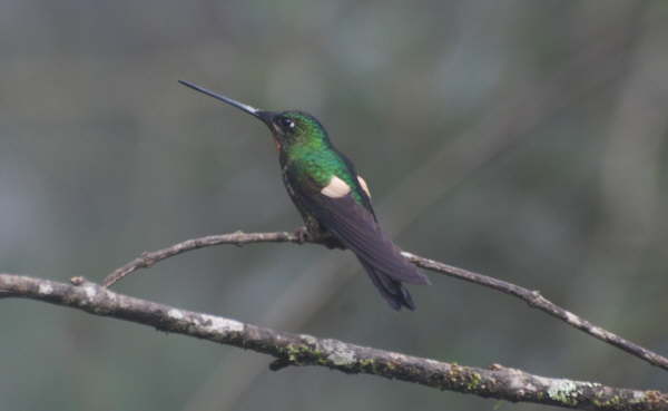 Buff-tailed Coronet