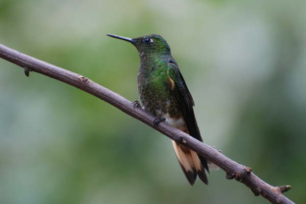 Buff-tailed Coronet