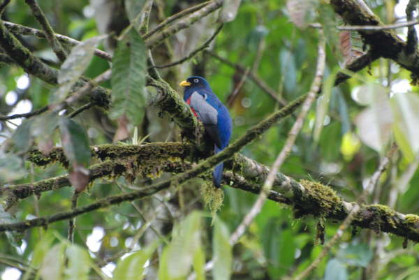 Choco Trogon