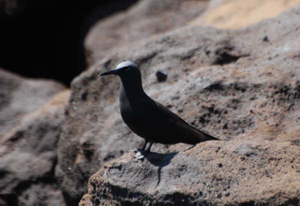 Common Noddy