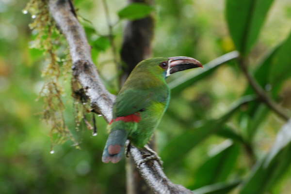 Crimson-Rumped Toucanet