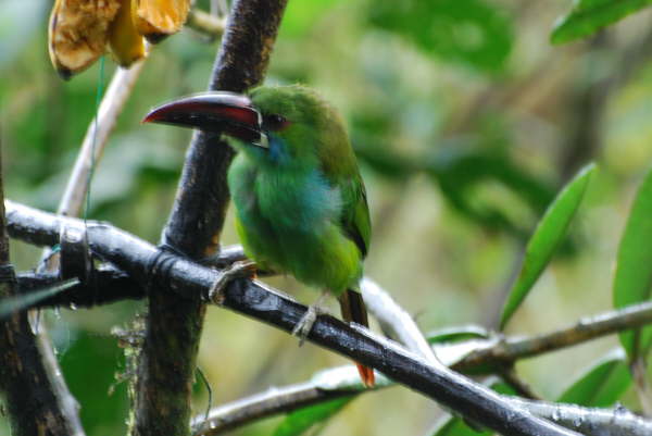 Crimson-Rumped Toucanet