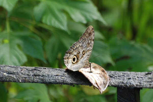 Butterfly at Milpe