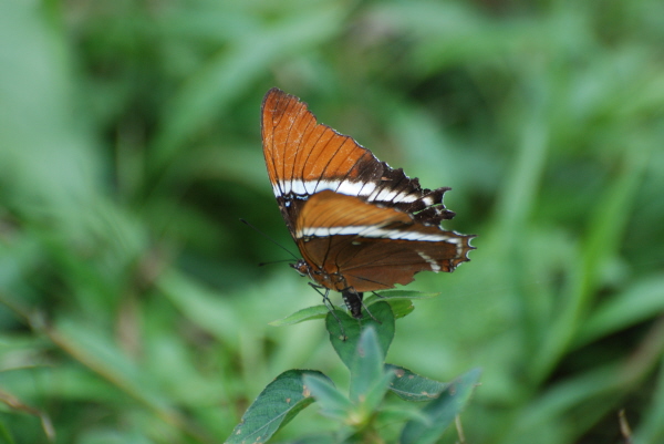 Butterfly at Milpe