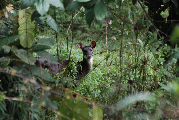 White-tailed deer at Paz de la Aves