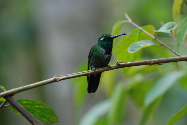 Purple-Bibbed Whitetip