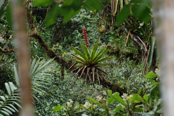 Bromeliad at Tandayapa
